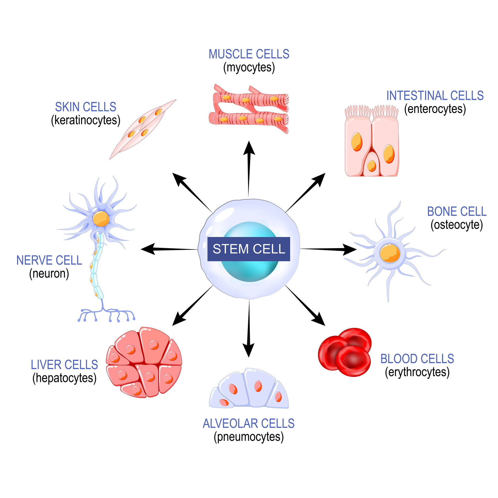 OrthoInfo Stem Cell Graphic.jpg